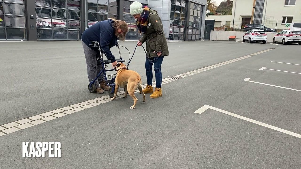 Ausbildung zum DRK-Therapiehundeteams - Eignungstest